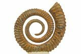 Early Devonian Ammonoid (Anetoceras) - Tazarine, Morocco #320848-2